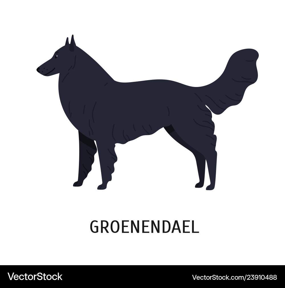 Groenendael or belgian shepherd lovely dog Groenendael or belgian shepherd lovely dog vector image