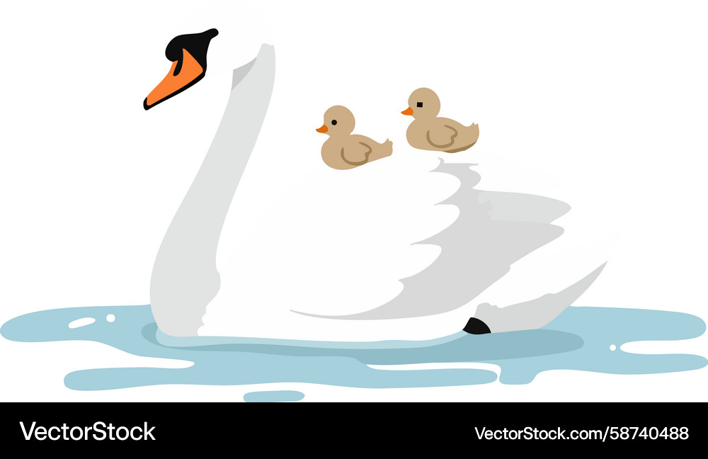 Swan with two ducklings floating on calm water Swan with two ducklings floating on calm water Vector Image