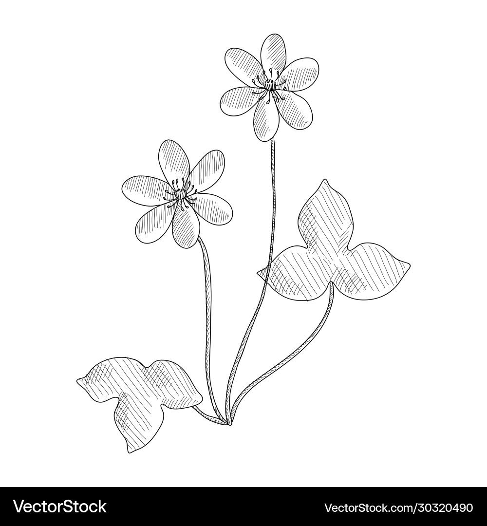 Hepatica Flower Drawing Vector Image