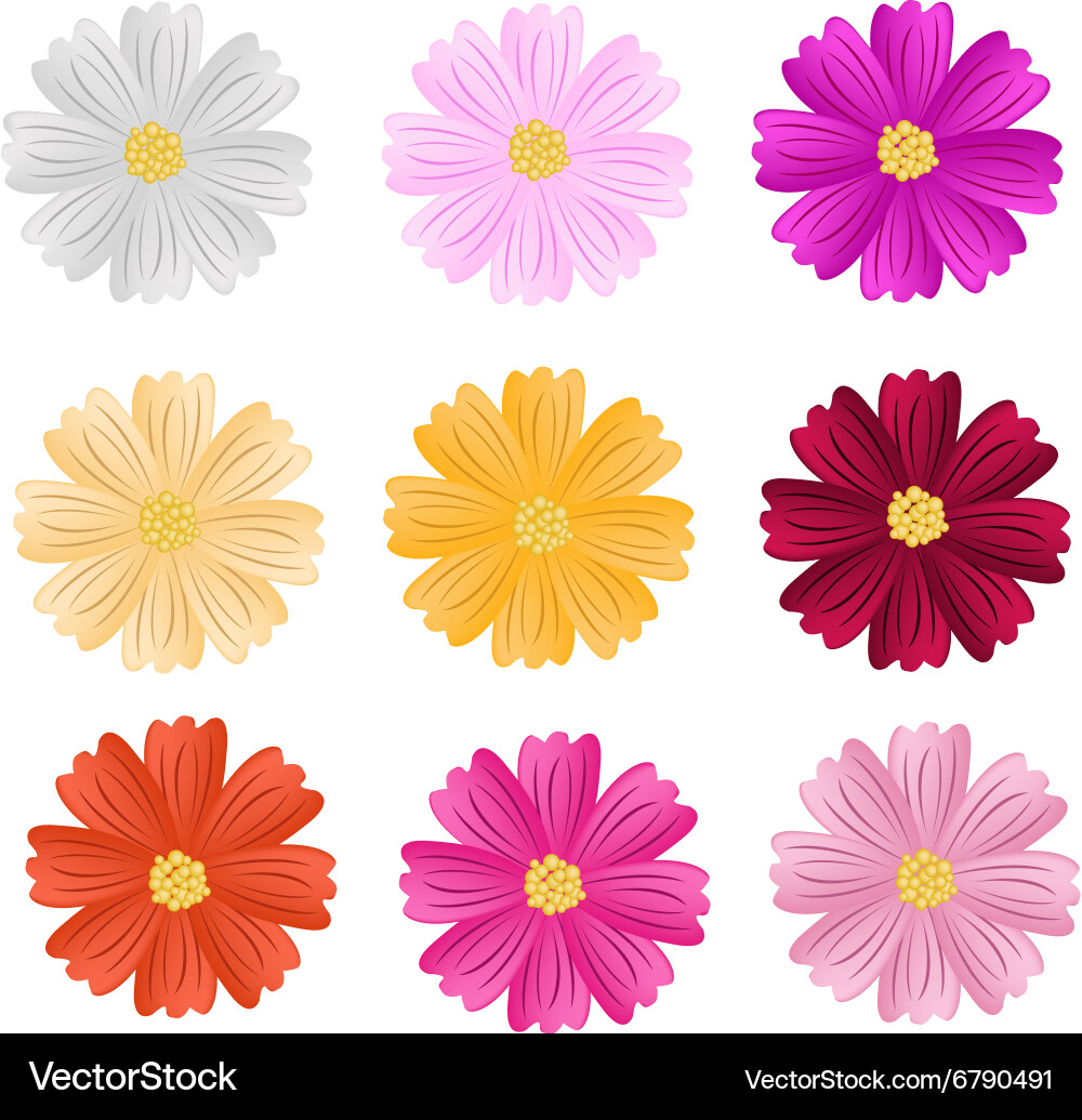 9 assorted cosmos flowers on white background – Royalty-Free Vector |  VectorStock, image size:1000x1035