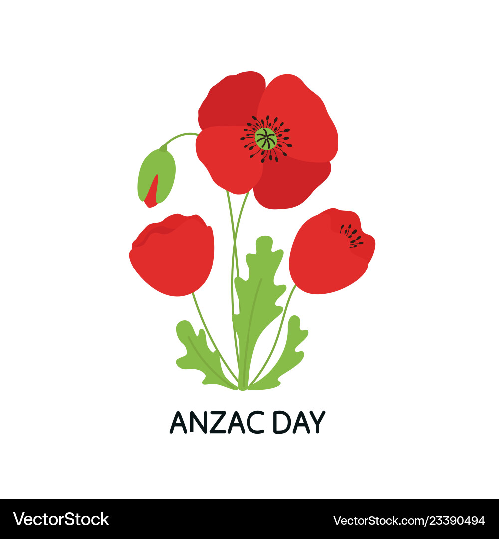 Anzac day bouquet of poppy flowers Anzac day bouquet of poppy flowers vector image