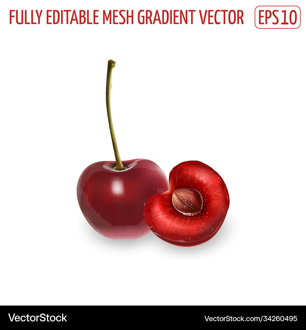 Cherry with a stem and half pit Vector Image