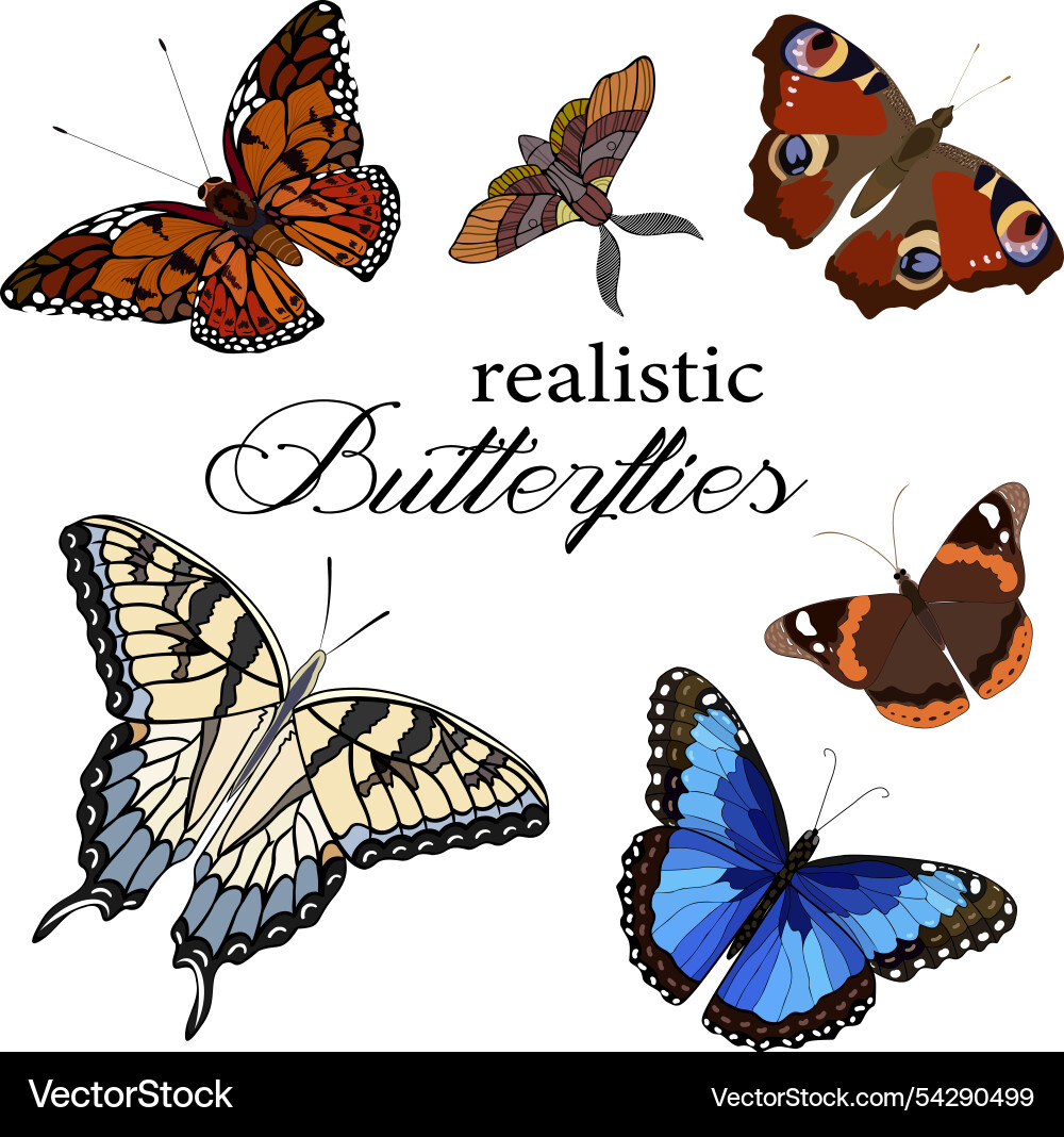 Presentation of realistic butterflies Presentation of realistic butterflies Vector Image
