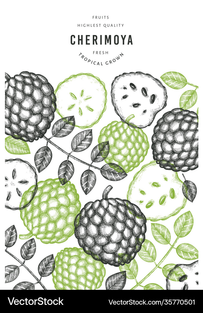 Hand drawn sketch style cherimoya banner organic Hand drawn sketch style cherimoya banner organic vector image
