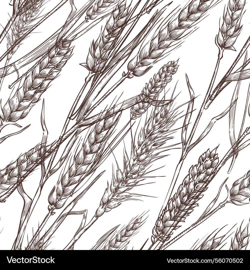 Wheat cereal spikelets seamless pattern sketch Wheat cereal spikelets seamless pattern sketch Vector Image