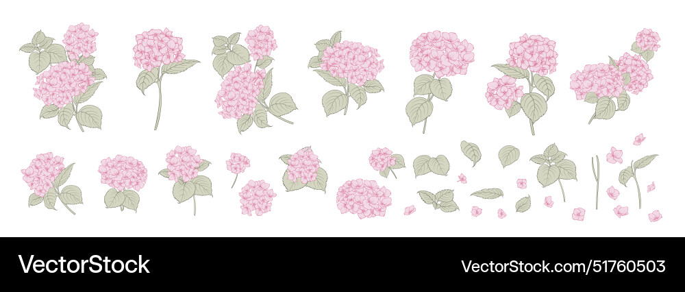 Floral pink hydrangeas set of differents white Vector Image