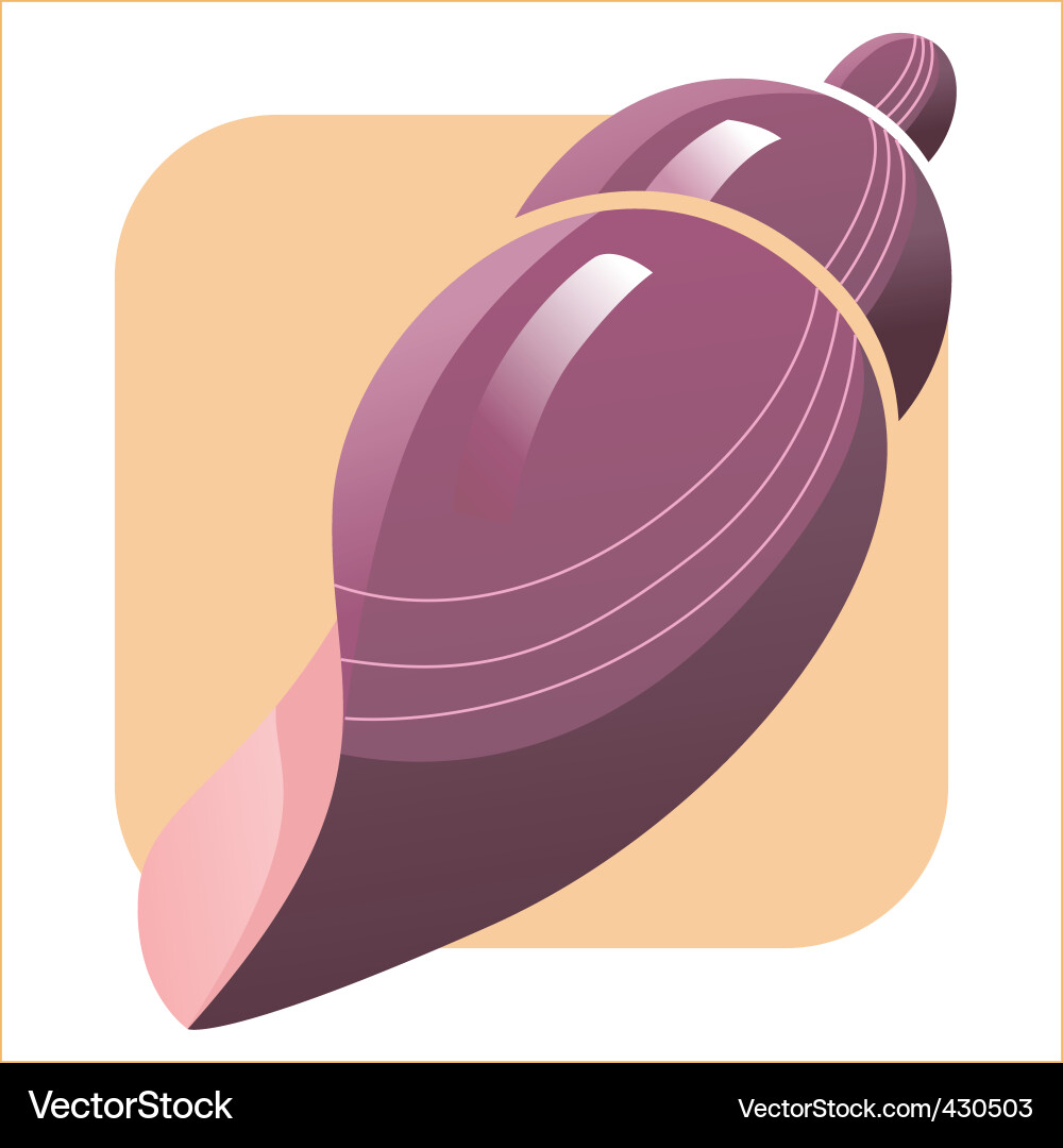Seashell Royalty Free Vector Image - VectorStock