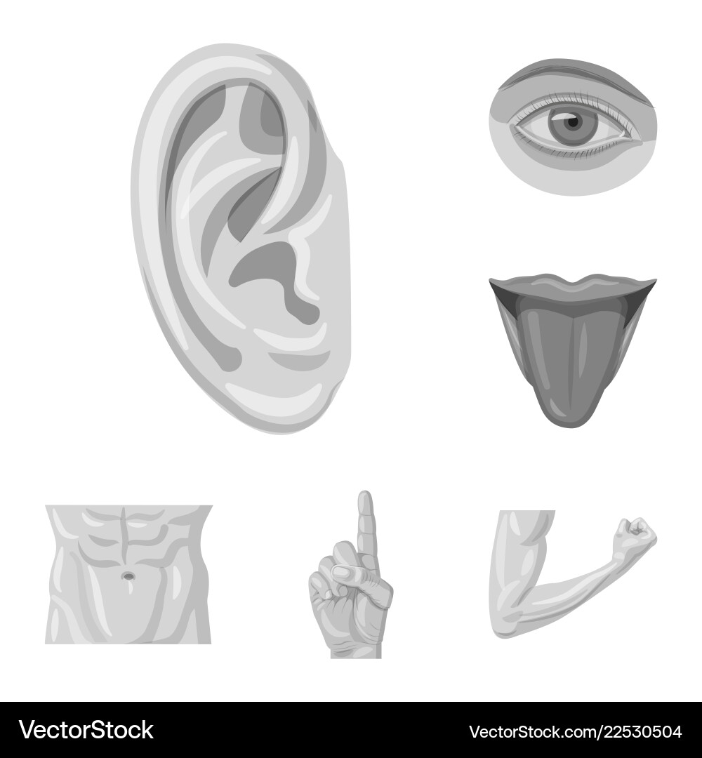 Design of human and part icon collection vector image