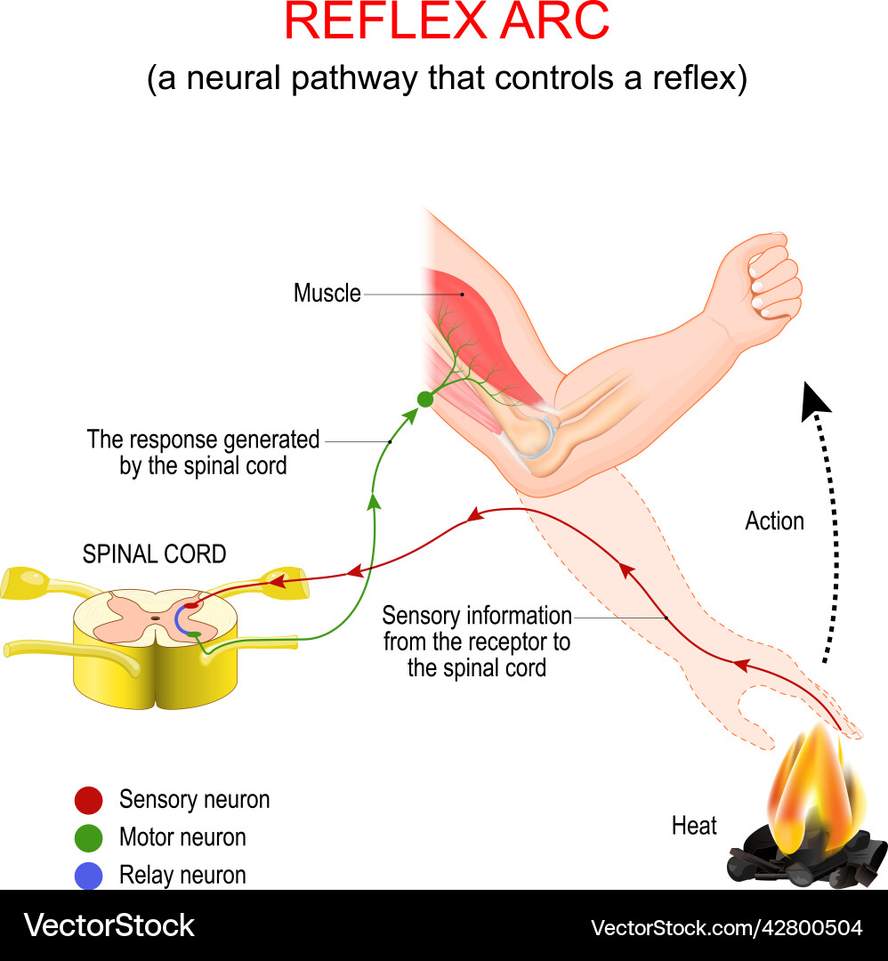 Reflex arc a neural pathway that controls Reflex arc a neural pathway that controls vector image