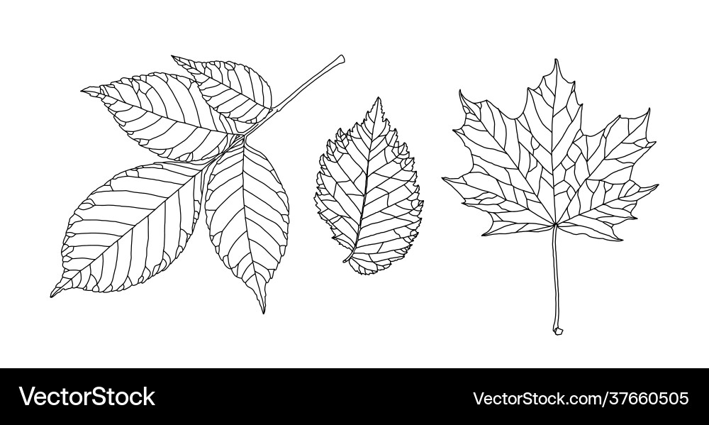 Set leaves different trees ash maple elm Set leaves different trees ash maple elm vector image