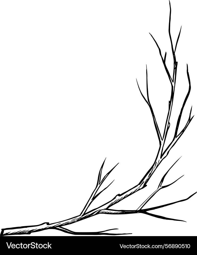 A branch of tree without leaves graphics A branch of tree without leaves graphics Vector Image