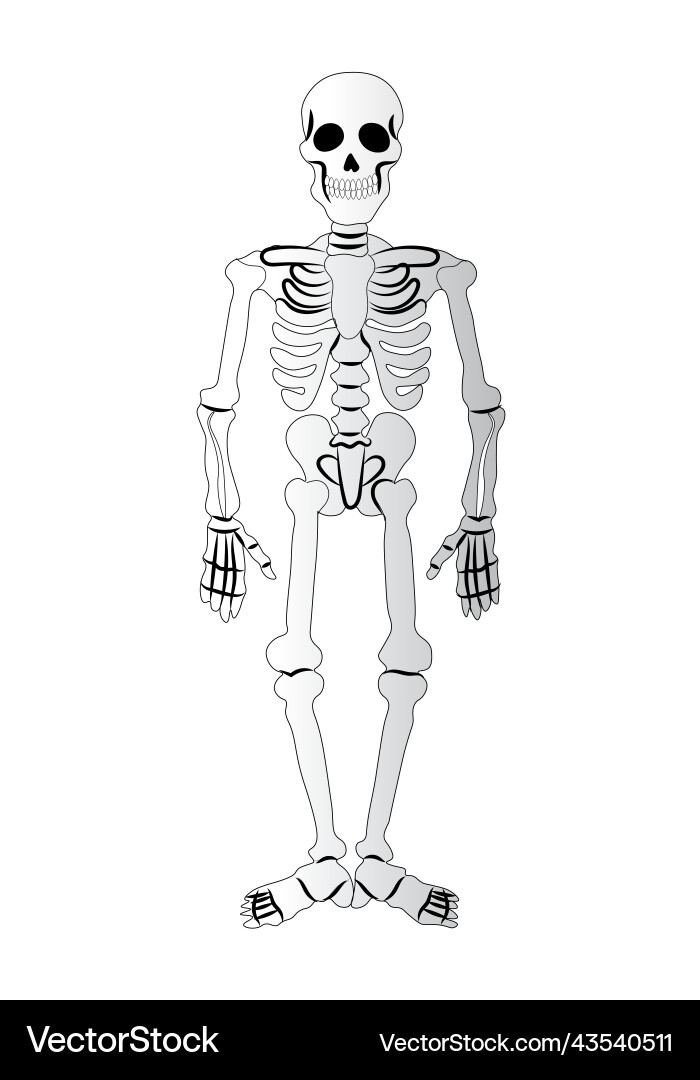 Skeleton on a white background element vector image