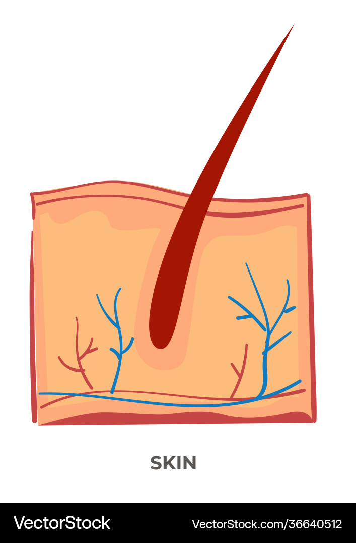 Skin organ human body anatomy and biology Skin organ human body anatomy and biology vector image