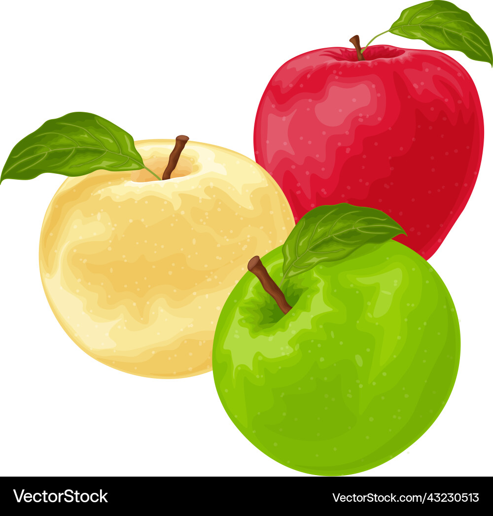Apples an image of different colors red Apples an image of different colors red Vector Image