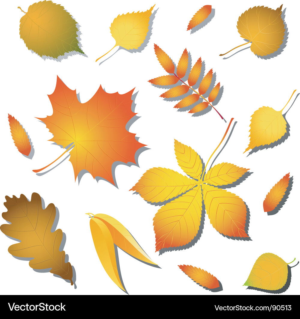 Colorful Leaf Variety Vector Image