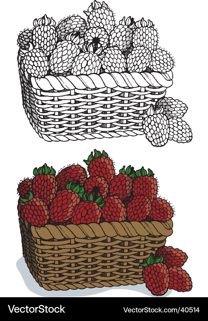 Ripe Raspberries in a Basket vector image