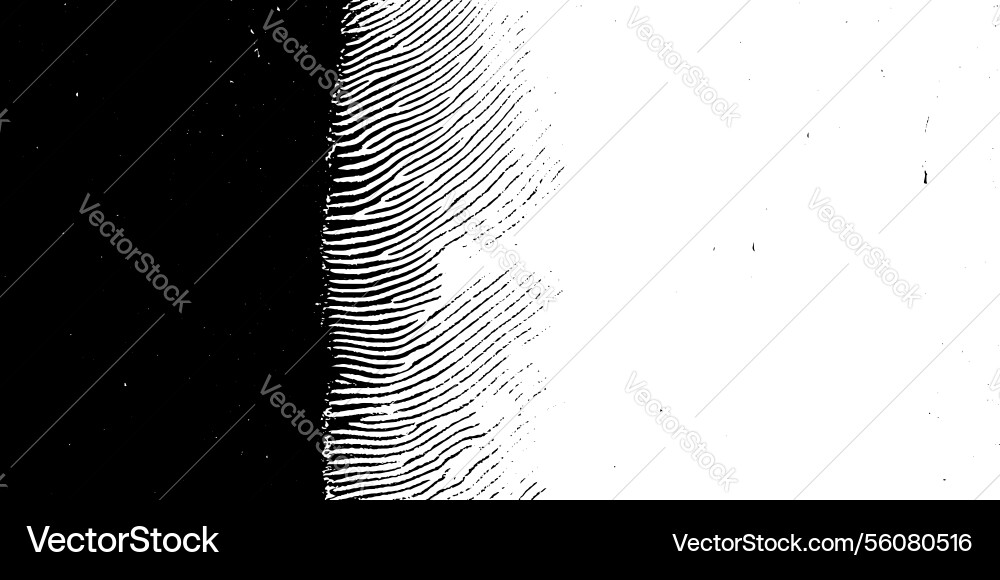 Background with black and white zebra lines Vector Image
