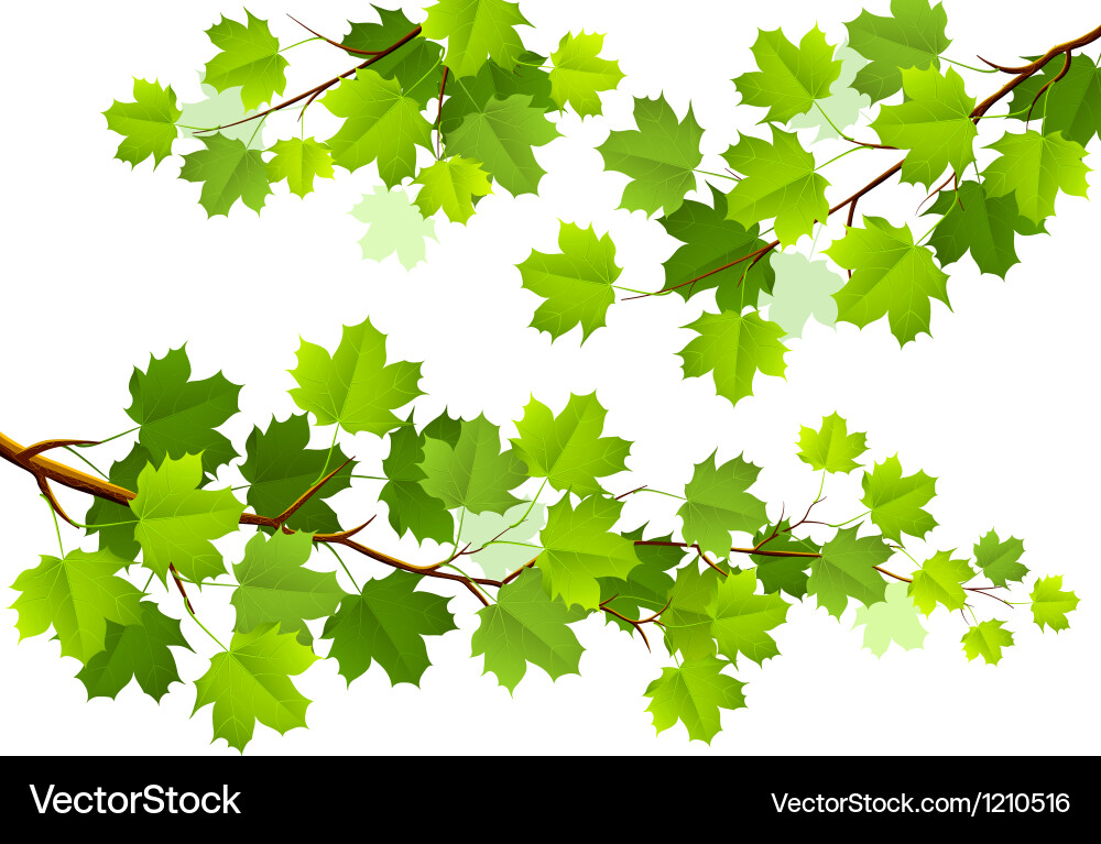 Green Maple Branch Royalty Free Vector Image - VectorStock