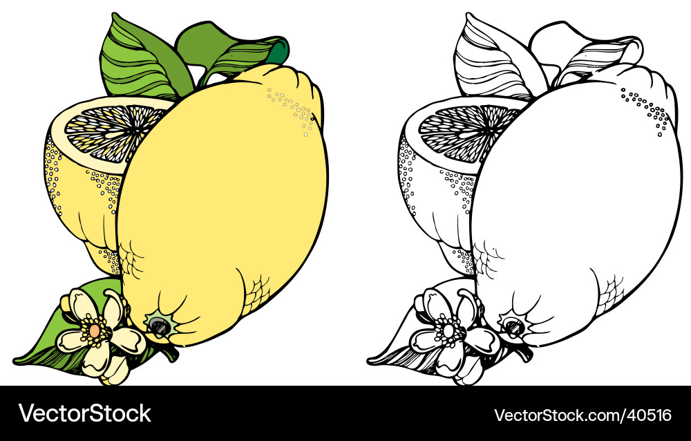 Lemon vector image