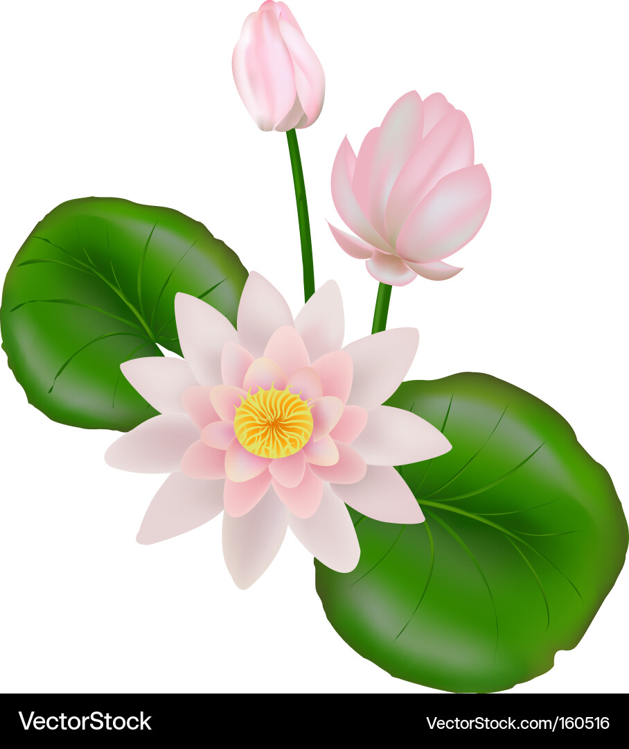 Pink Lotus Flower with Green Leaves Vector Image
