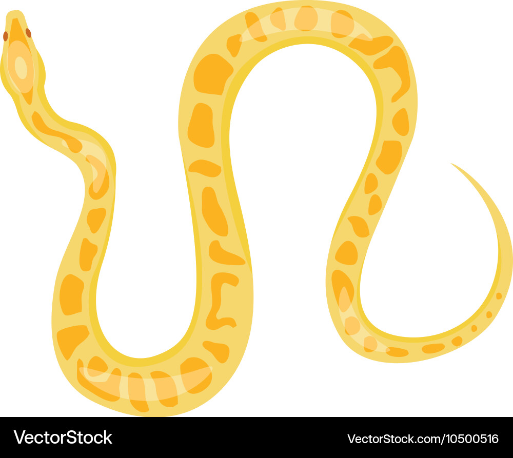 Python boa snake vector image