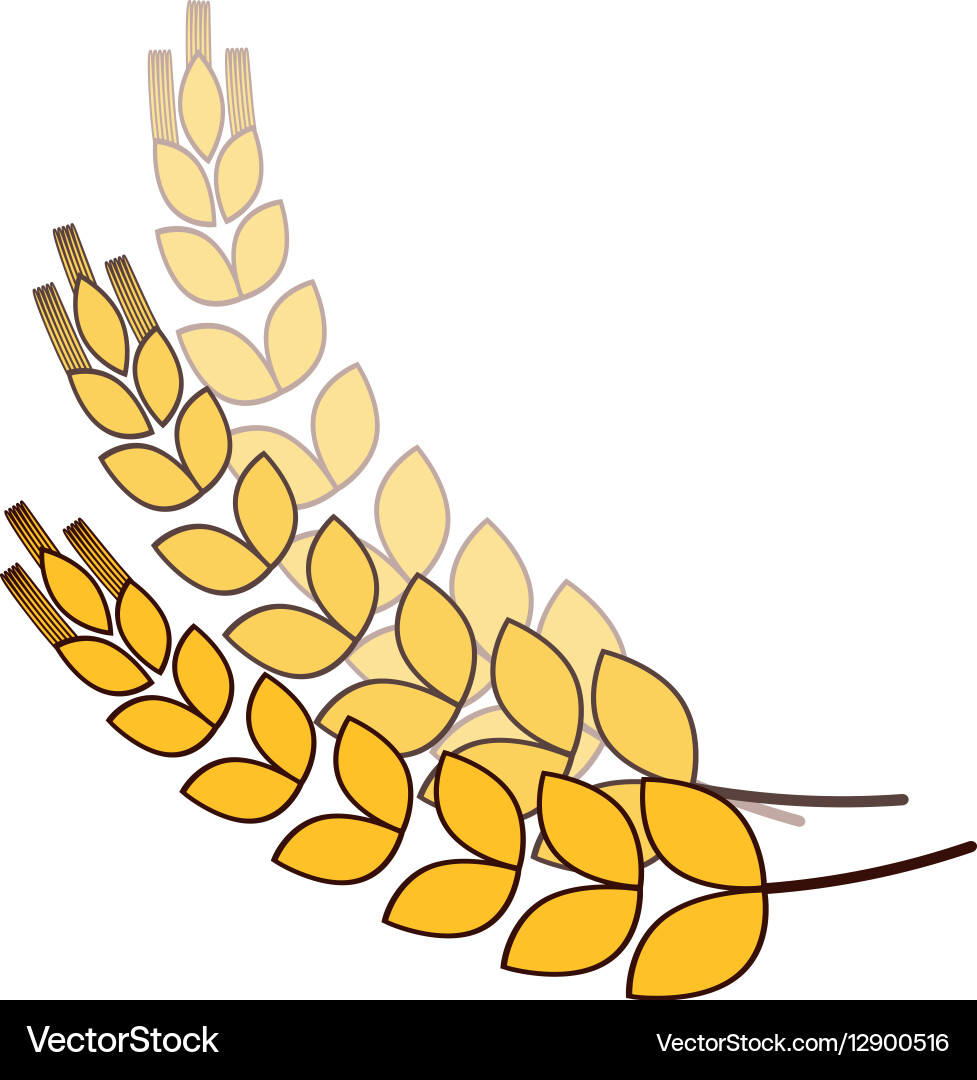 Wheat branches icon image design vector image