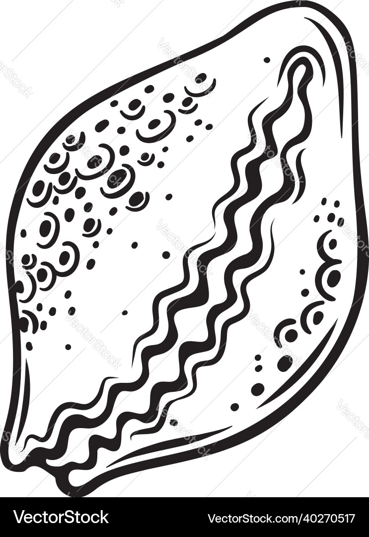 Hand drawn seashell Royalty Free Vector Image - VectorStock