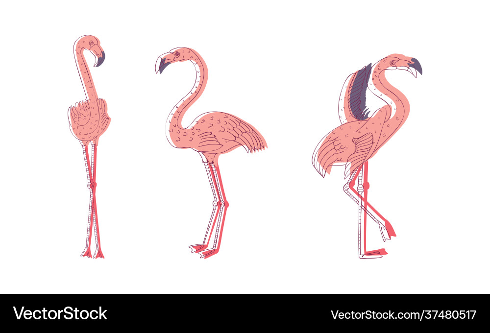 Pink flamingo bird with long curved neck and legs Pink flamingo bird with long curved neck and legs vector image
