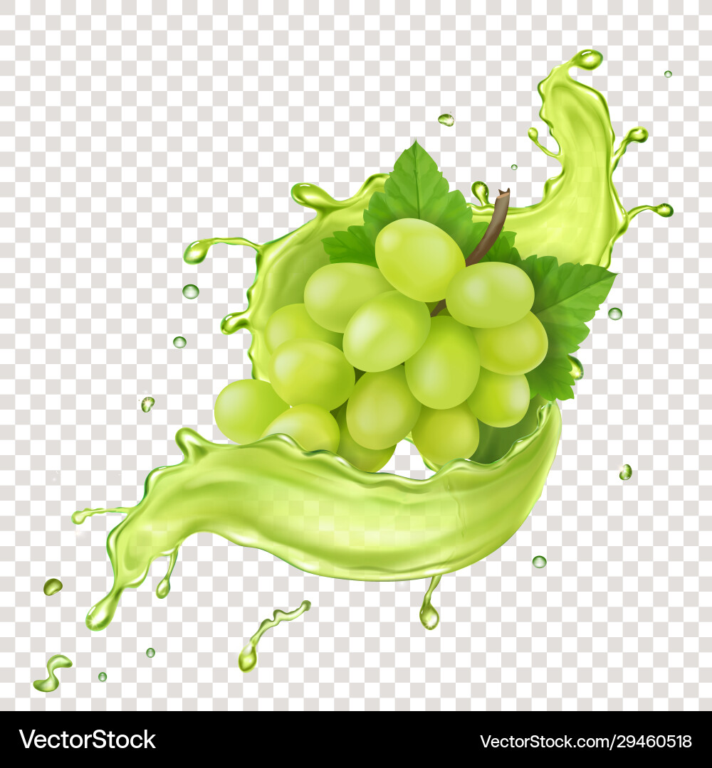 White grape branch in juice splash White grape branch in juice splash vector image