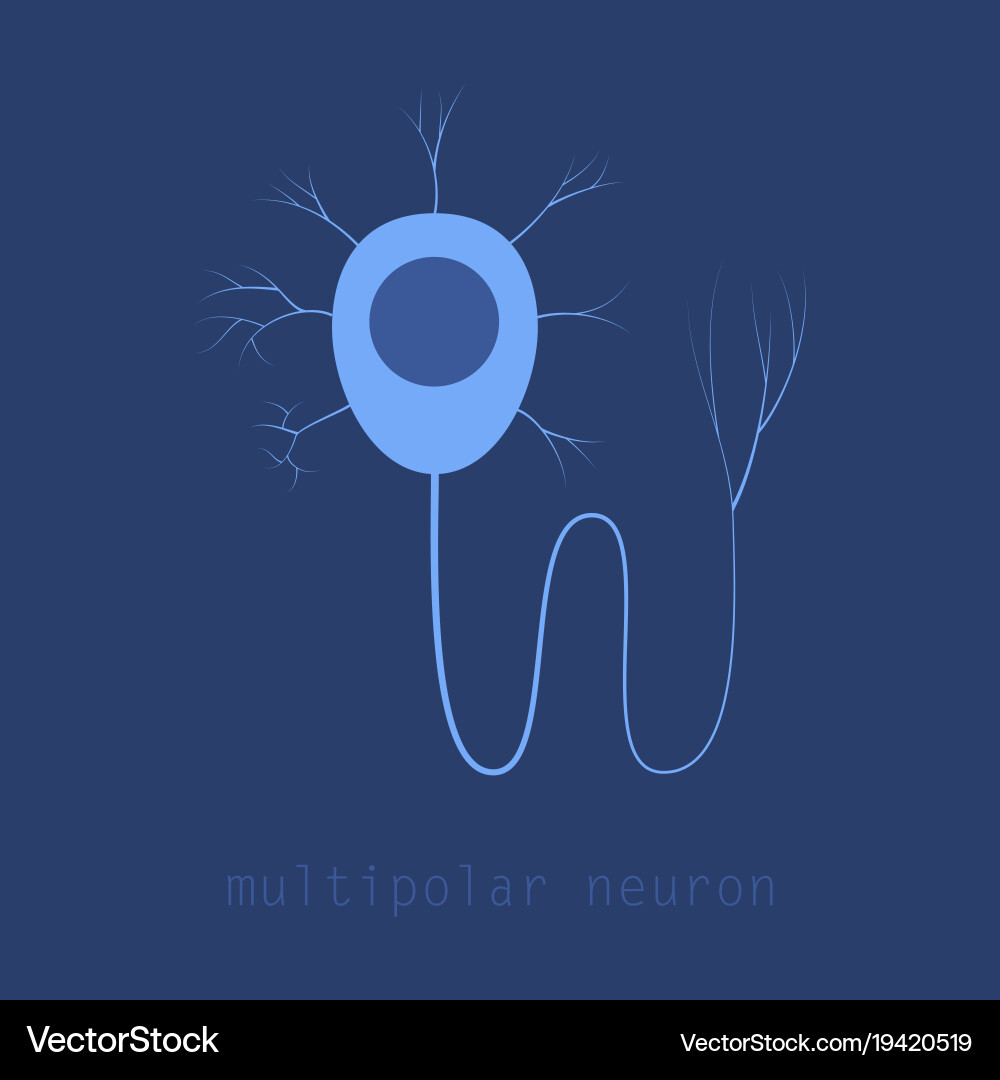 Structure of a motor neuron vector image