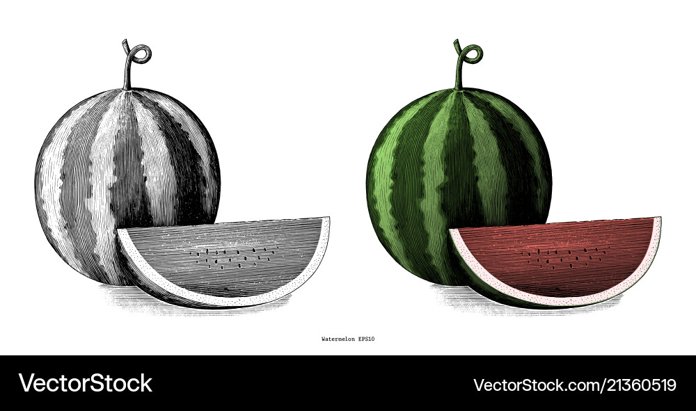 Watermelon hand drawing vintage clip art isolated Watermelon hand drawing vintage clip art isolated vector image