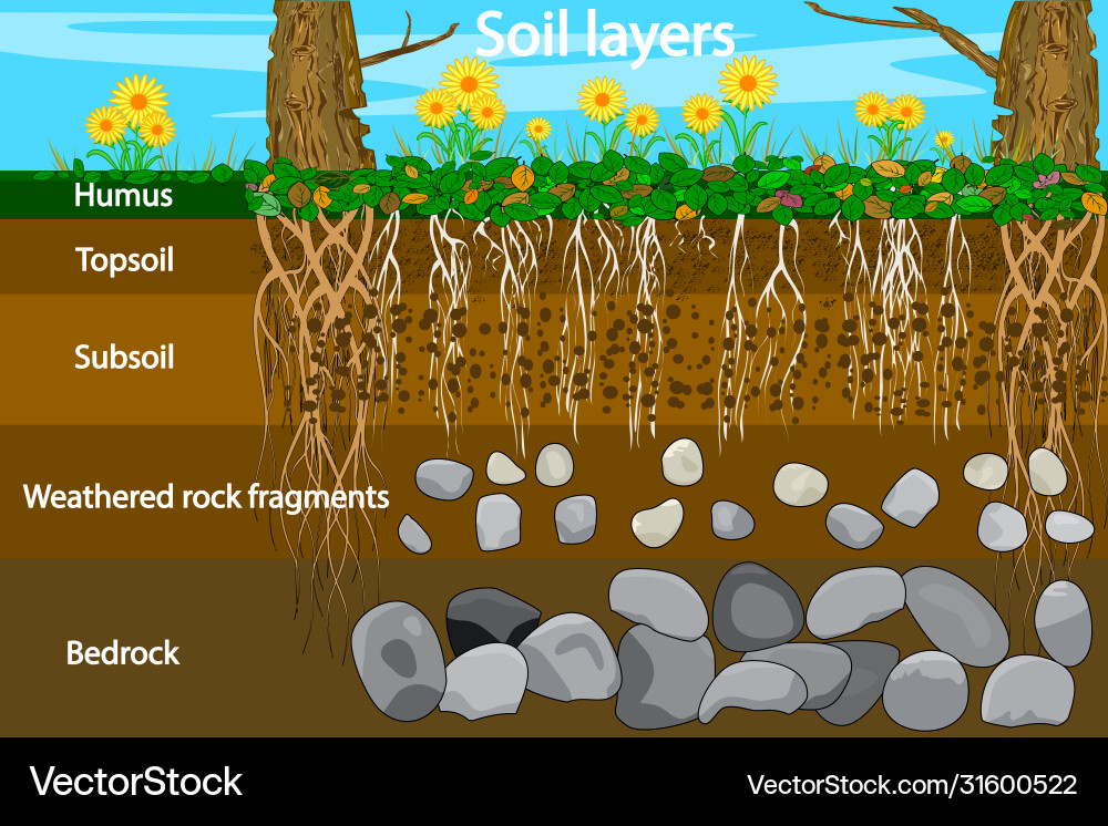 Soil layers diagram for layer vector image