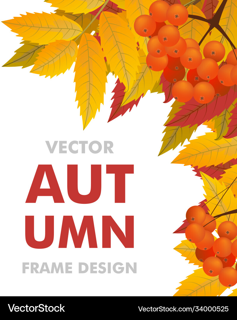 Autumn vertical background with branch rowan Autumn vertical background with branch rowan vector image