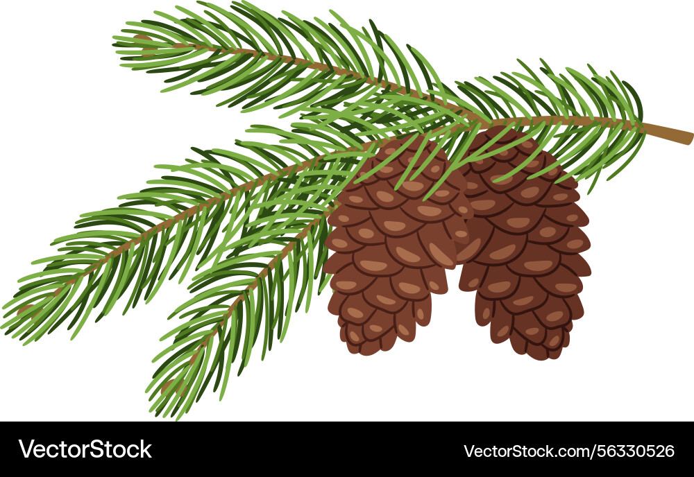 Fir tree branch with cones Fir tree branch with cones vector image
