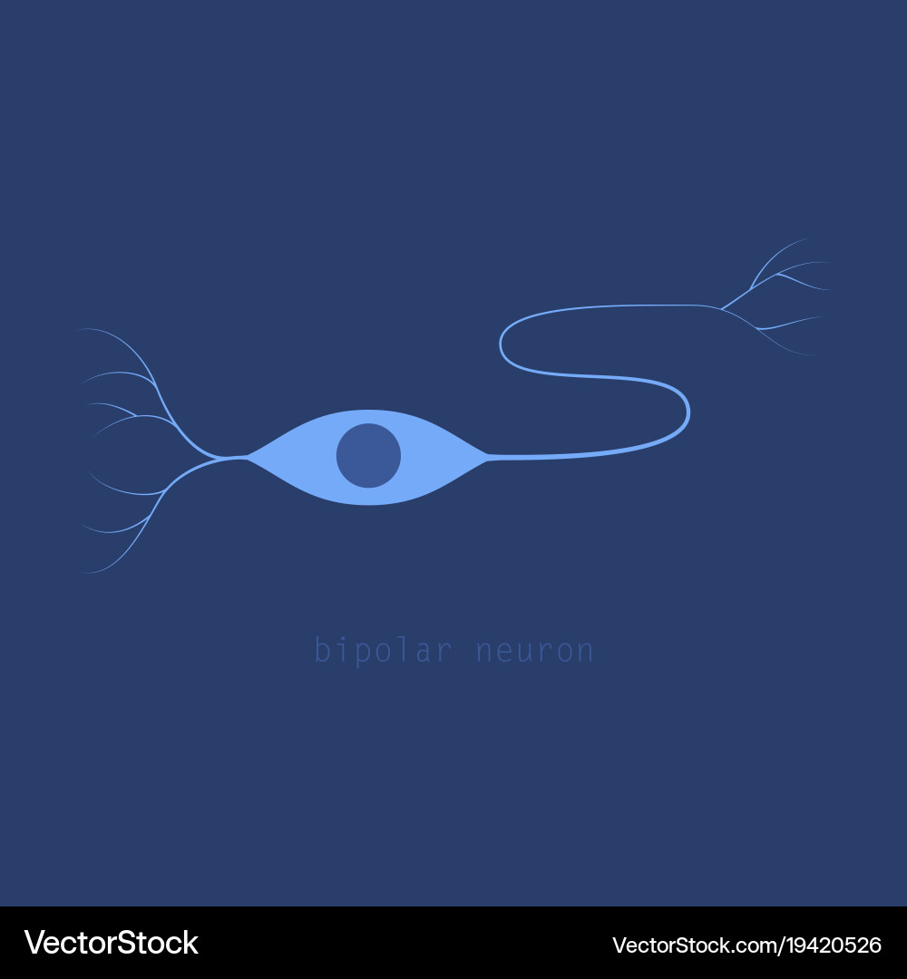 Structure of a motor neuron vector image