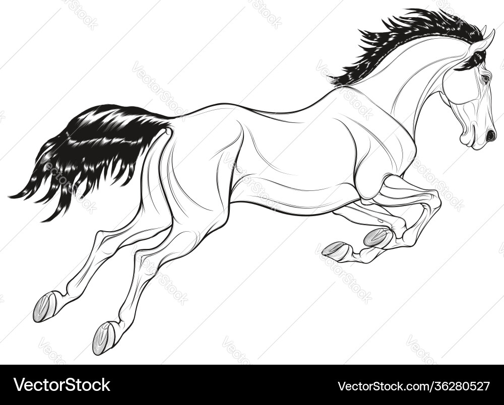 Linear image a jumping stallion Linear image a jumping stallion Vector Image