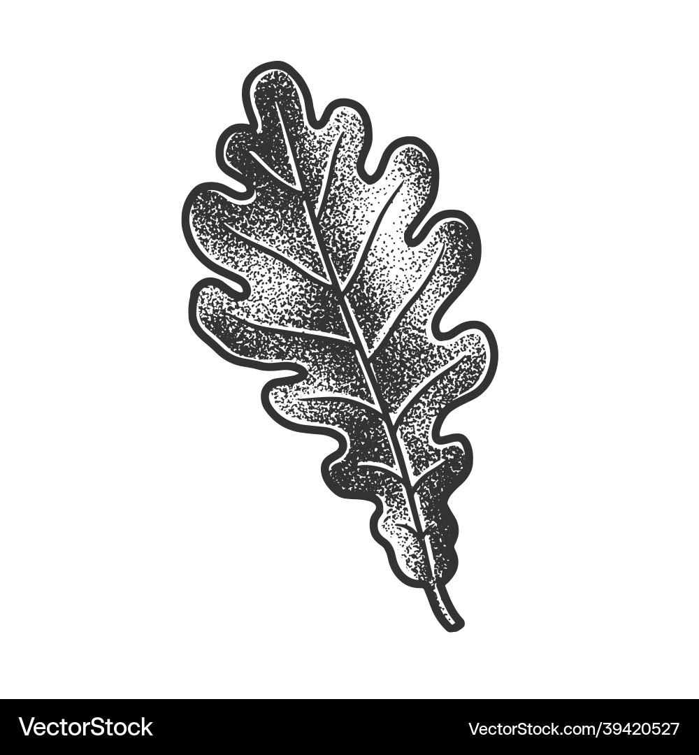 Oak leaf sketch Royalty Free Vector Image - VectorStock