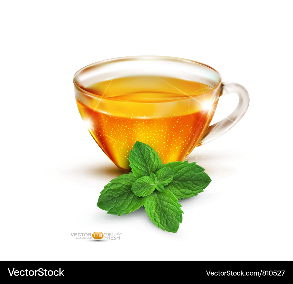 Refreshing Mint Tea with Leaves Vector Image