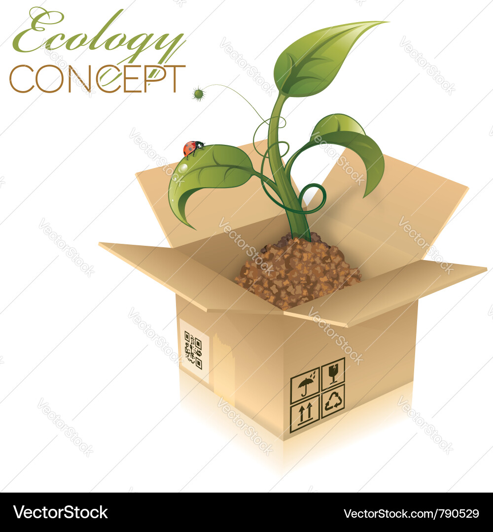 Cardboard Box with Sprout and Ladybug Vector Image