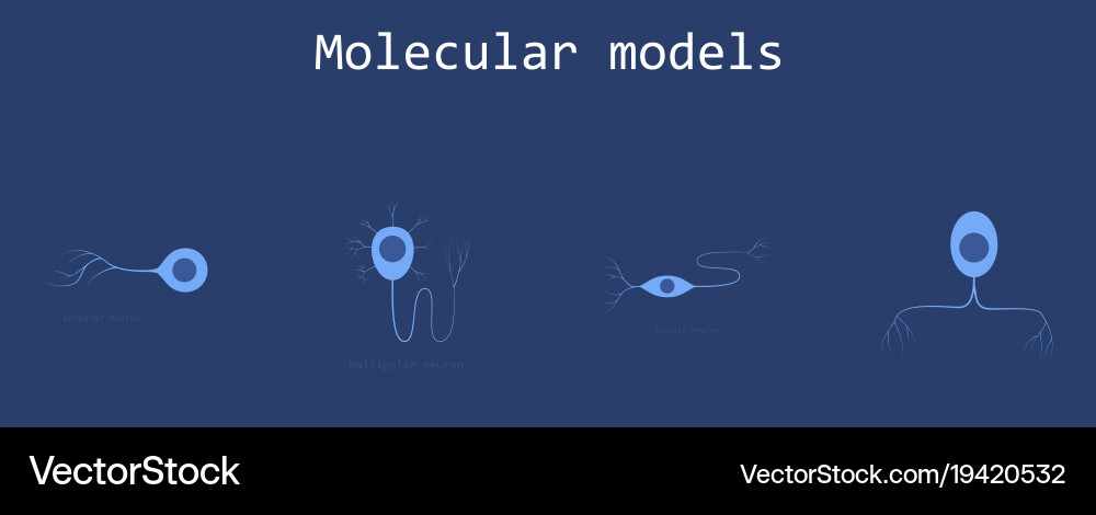 Set of structure a motor neuron vector image