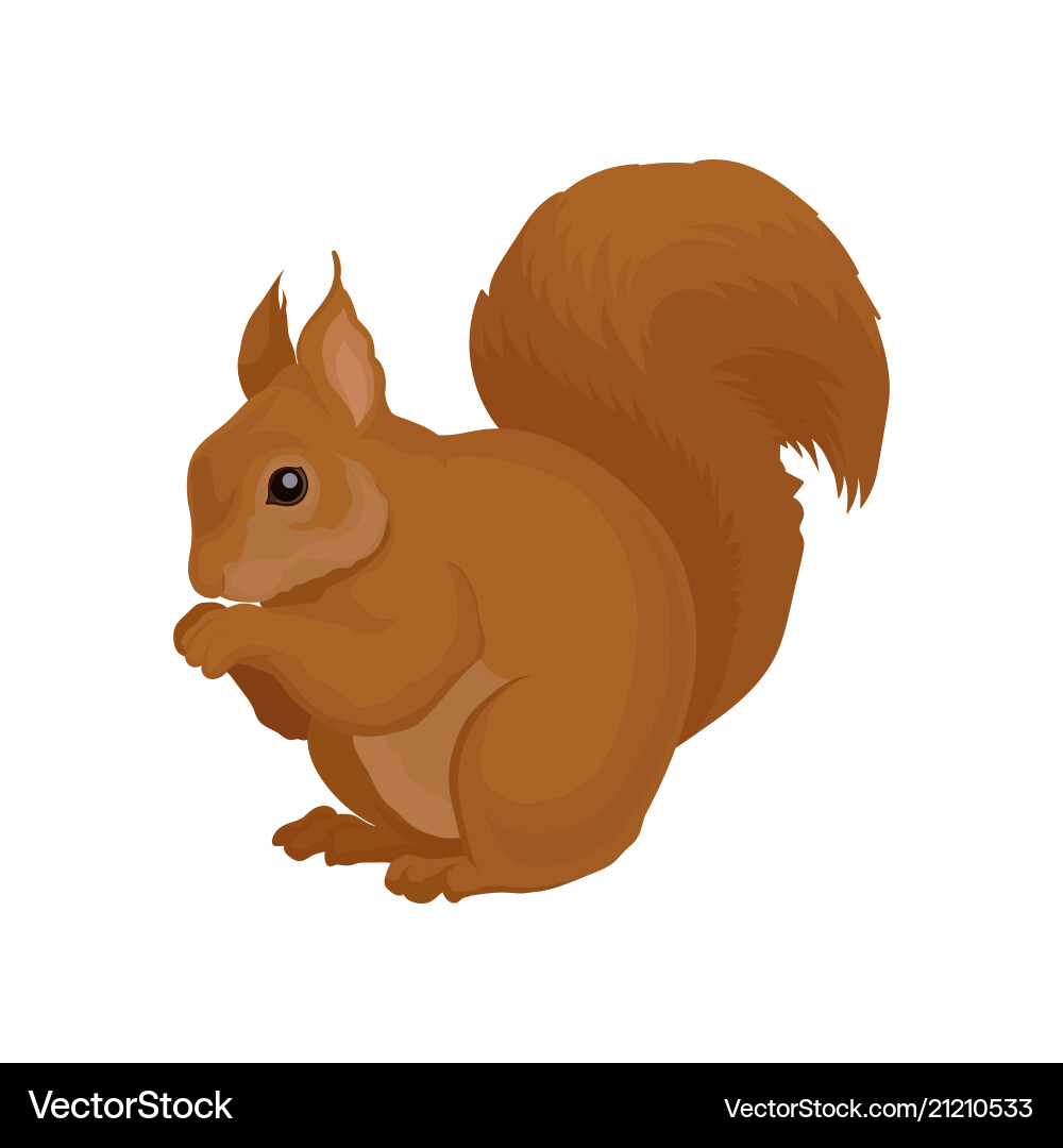 Flat icon of brown squirrel forest rodent Flat icon of brown squirrel forest rodent vector image