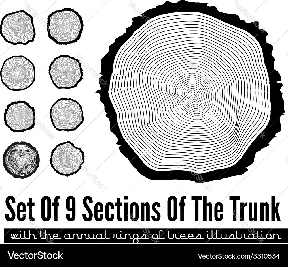 Tree Trunk Cross Sections vector image
