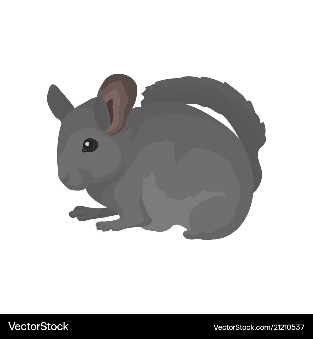 Gray domestic chinchilla rodent with soft fur Gray domestic chinchilla rodent with soft fur vector image