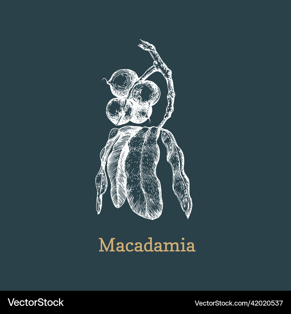 Macadamia branch with nuts sketch Macadamia branch with nuts sketch vector image