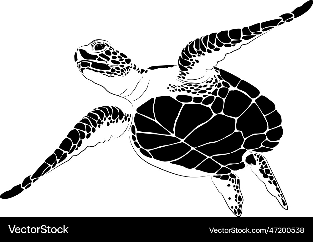 Turtle of design on a white background Vector Image