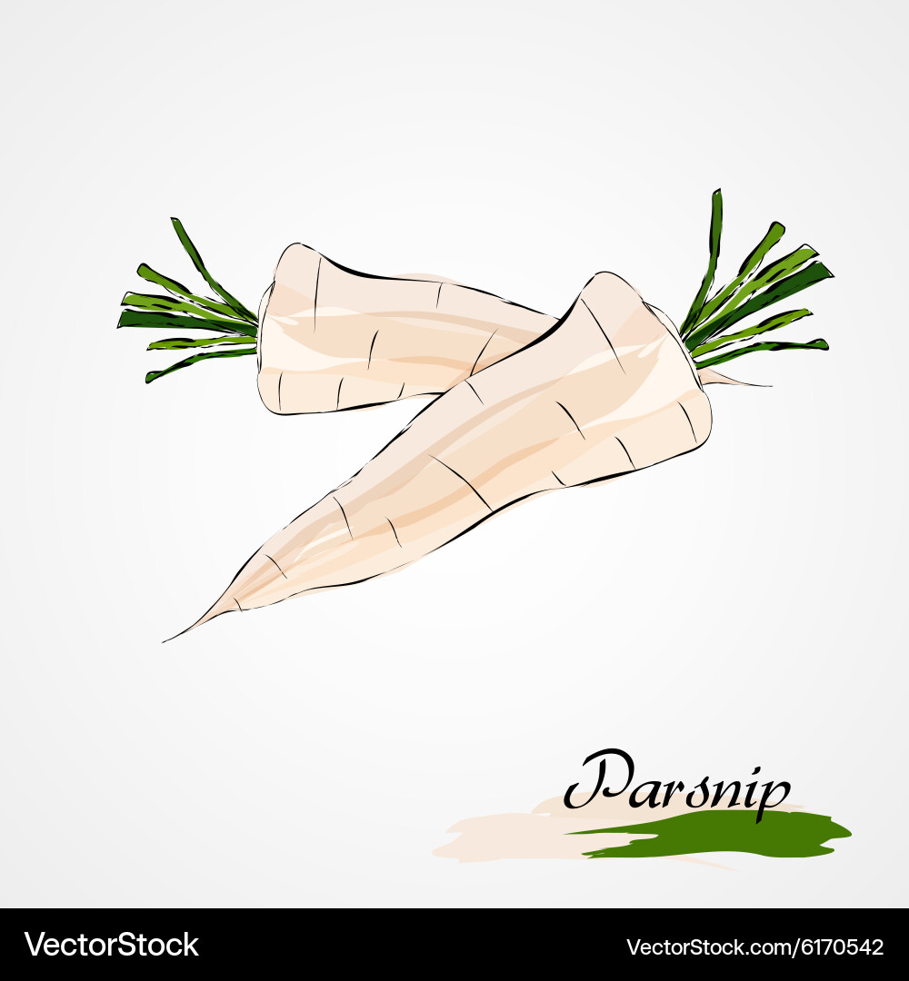 Parsnip Vector Image