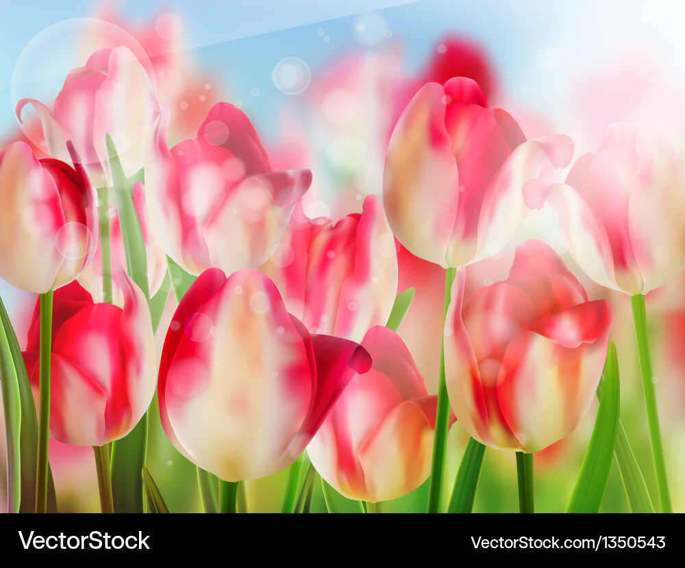Red tulip with bokeh eps 10 vector image
