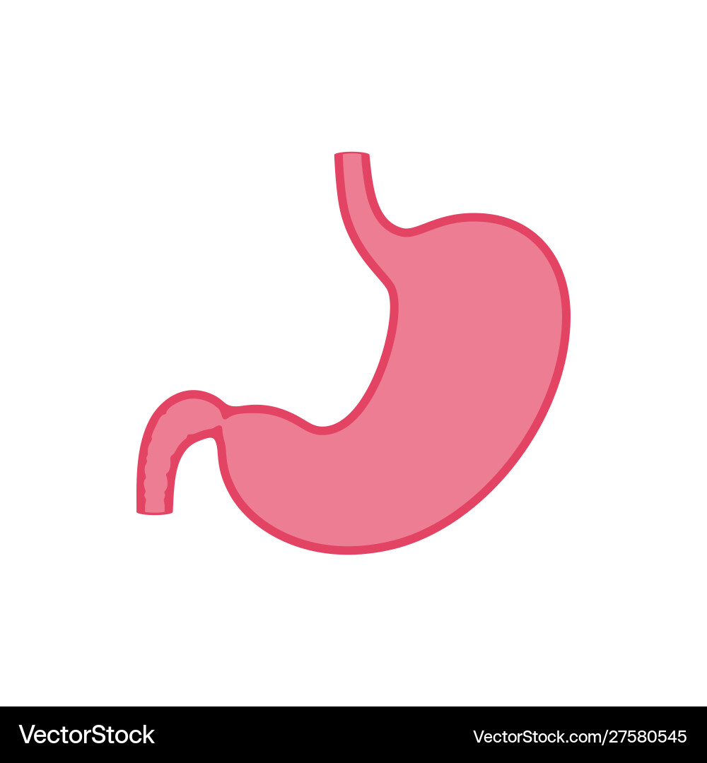 Isolated stomach Vector Image
