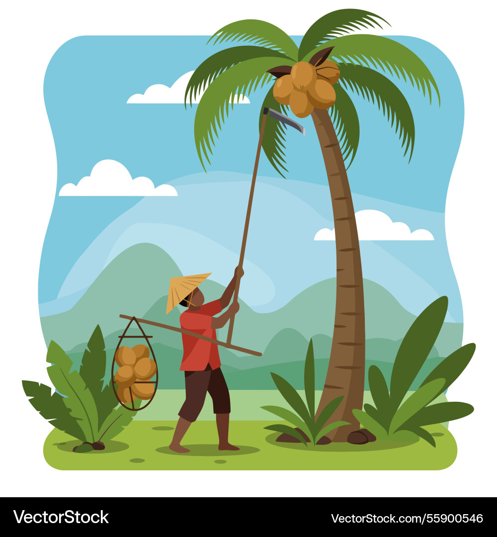 Man harvesting coconuts from palm tree using long Vector Image