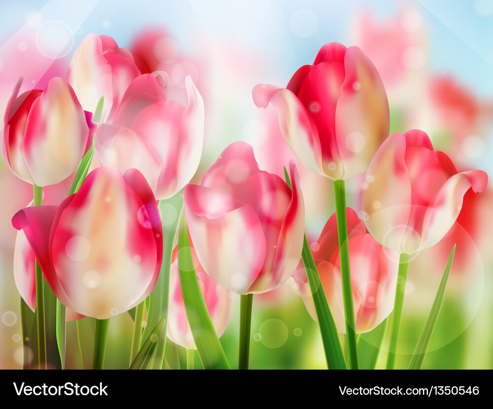 Red Tulip with Bokeh vector image